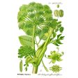 Official Angelica Seeds (Organic) Online now