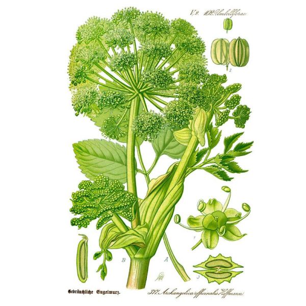 Official Angelica Seeds (Organic) Online now