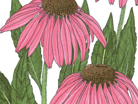 Coneflower, Purple (1 4 lb) Online