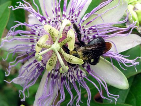 Passionflower Seeds (Organic) Online