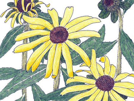 Black-Eyed Susan (1 4 lb) Online now