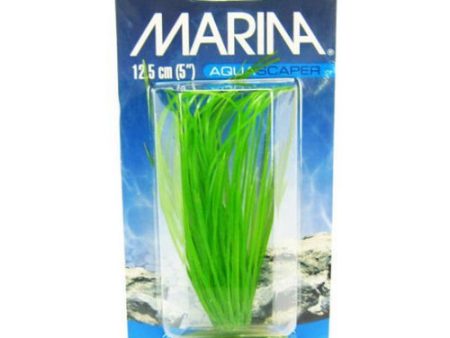 Hairgrass Plant 5  Tall by Marina For Cheap