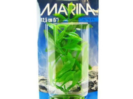 Hygrophila Plant 5  Tall by Marina Sale