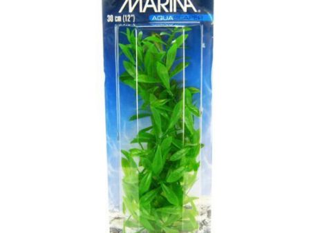 Hygrophila Plant 12  Tall by Marina Online