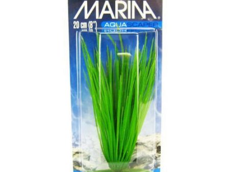 Hairgrass Plant 8  Tall by Marina For Cheap