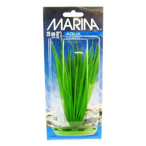 Hairgrass Plant 8  Tall by Marina For Cheap